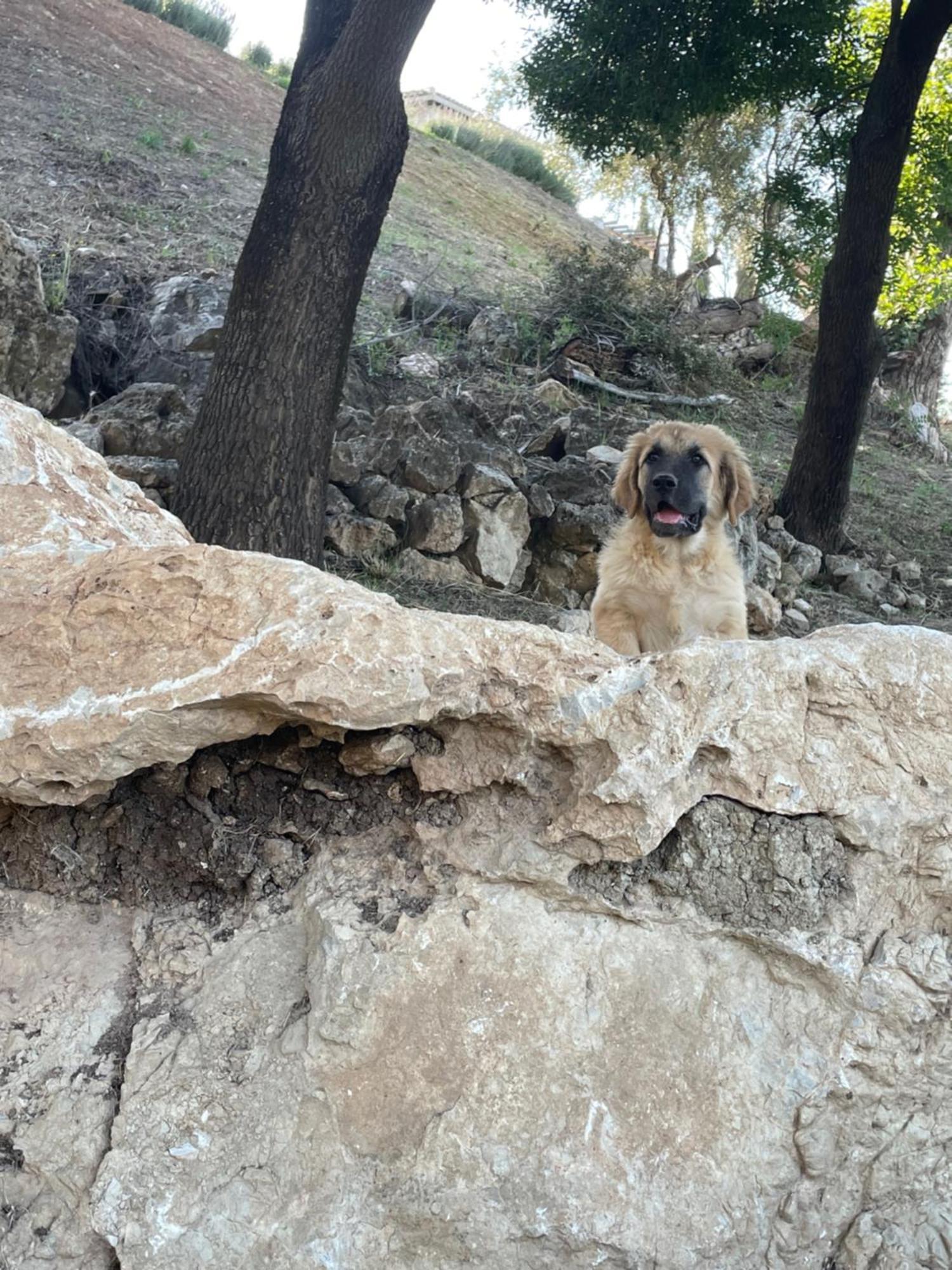 Cortijo Rancho Verde Colmenar Dış mekan fotoğraf